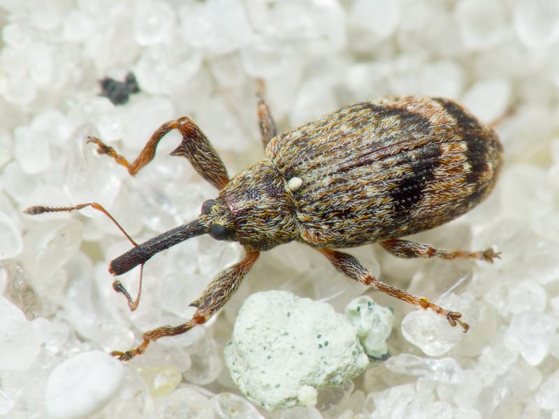 Anthonomus (Anthonomus) pomorum (Linnaeus, 1758)